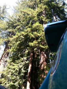 GP and redwood Redwood hinter GP